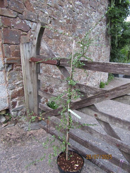 Nothofagus antarctica 10L 170-180cm