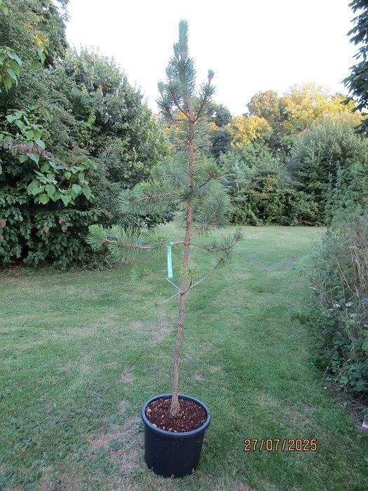 Pinus thunbergii, Japanese black pine 25L 199-210cm, EXACT ITEM OFFER