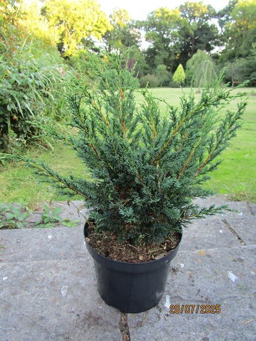 Juniperus chinensis blaauw 7.5L 50-55cm