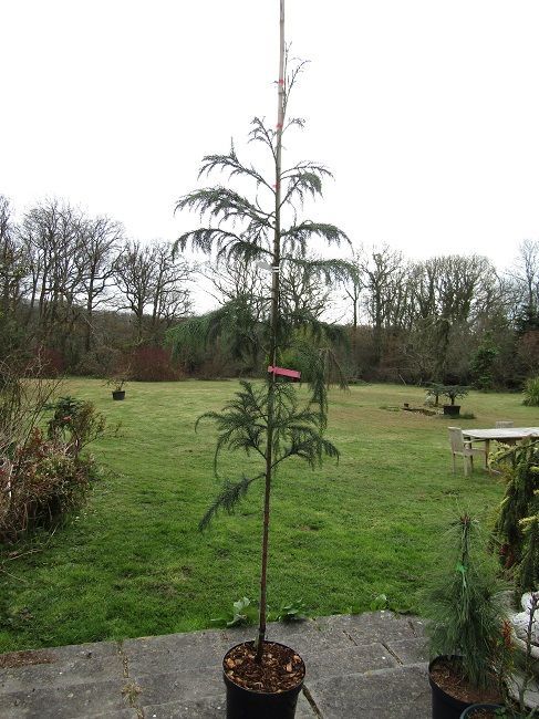 Cryptomeria japonica 10L 205-215cm