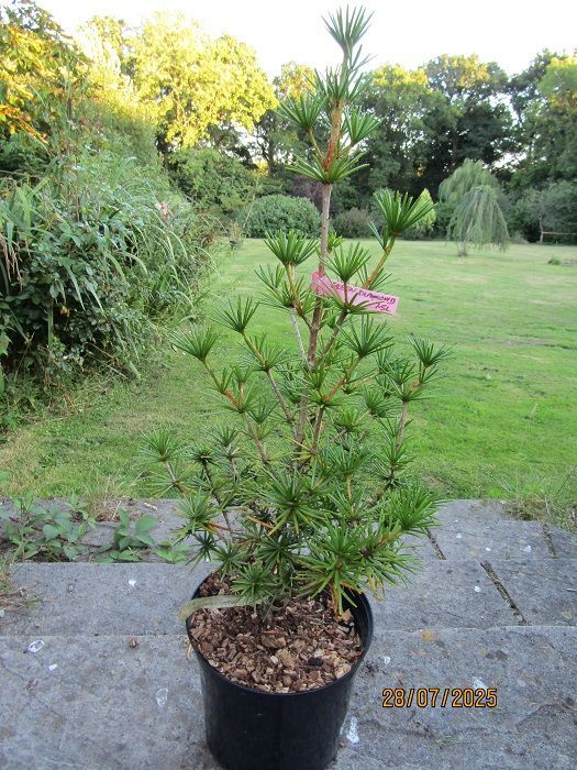 Sciadopitys verticillata green diamond  7.5L 75-80cm