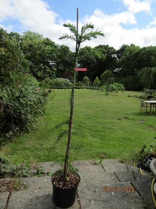 Cunninghamia lanceolata, china fir, 7.5L 122-135cm