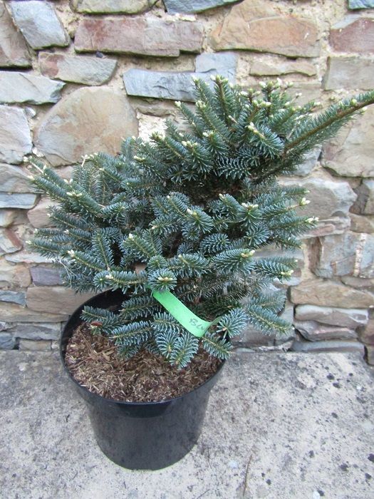 Abies koreana blue magic 7.5L 40-50x45cm