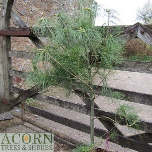 Pinus armandii 150-180cm root balled/healed in