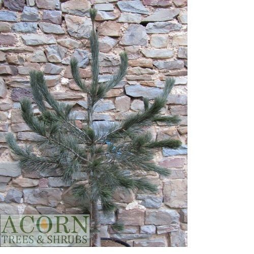 Pinus strobiformis foxtail, Chihuahua White Pine 15L 124-130cm