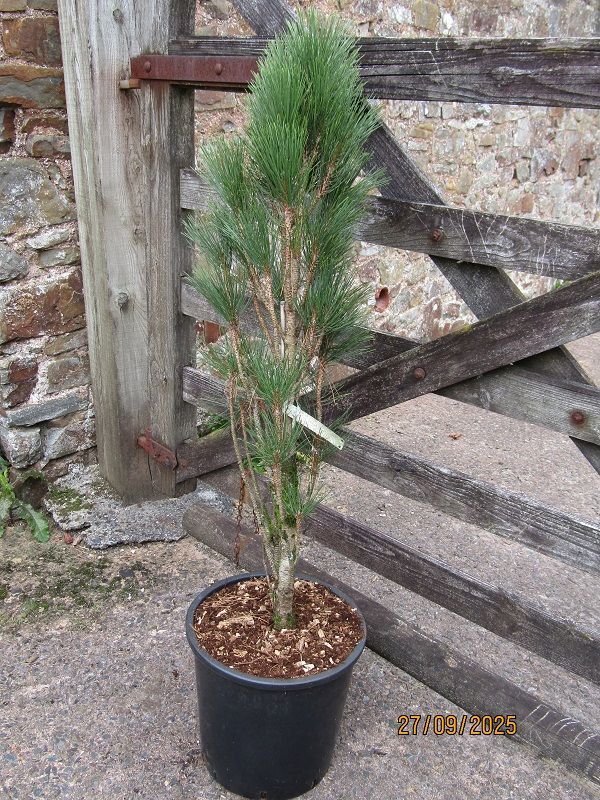 Pinus nigra green tower 18.5L 105-110cm