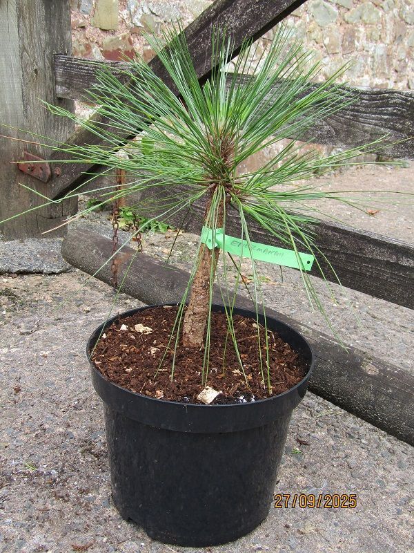 Special order for C. Morley, pinus engelmannii, crus-galli, etc