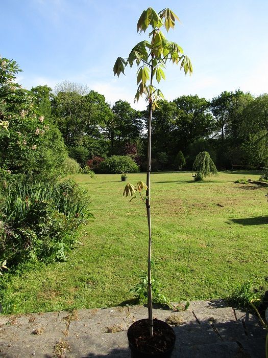 Aesculus indica, Indian horse chestnut, 10L 180-190cm