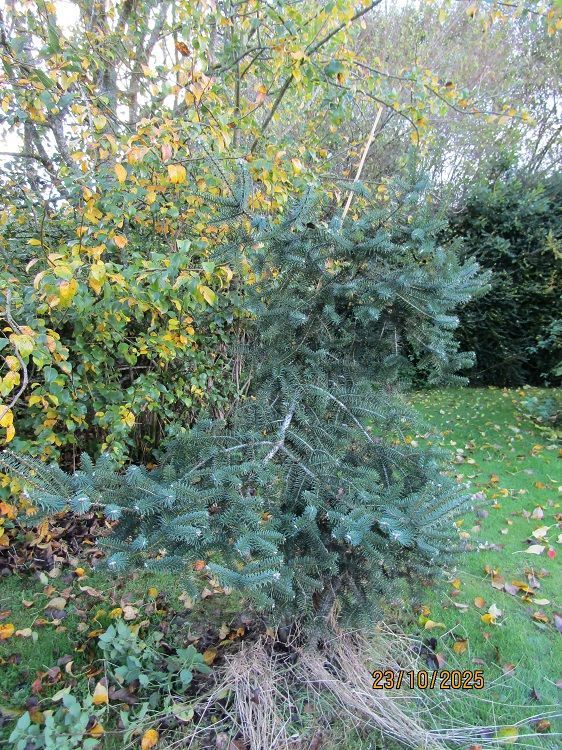 Abies pinsapo var' marocana 20-30cm Abies pinsapo var' marocana 20-30cm