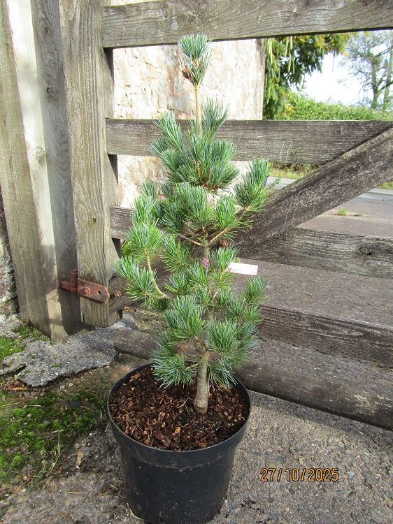 Pinus cembra compacta glauca 10L 68-75cm Pinus cembra compacta glauca 10L 68-75cm