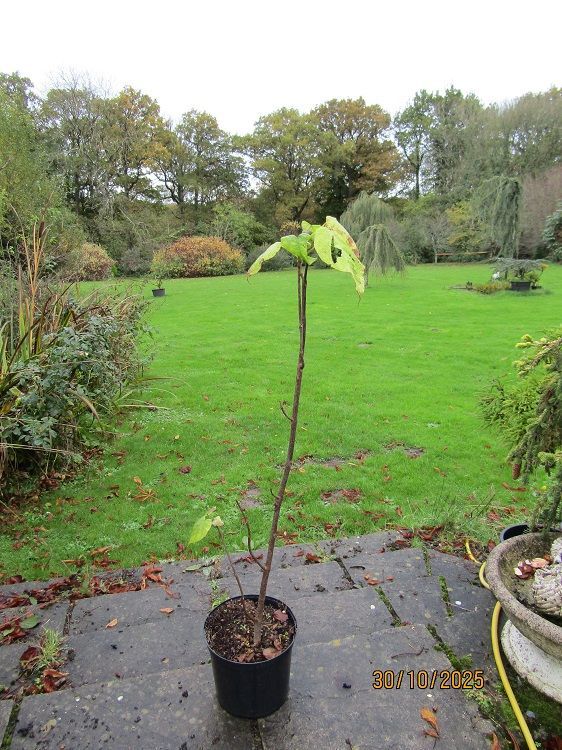 Catalpa bignonioides 7.5L 130-140cm