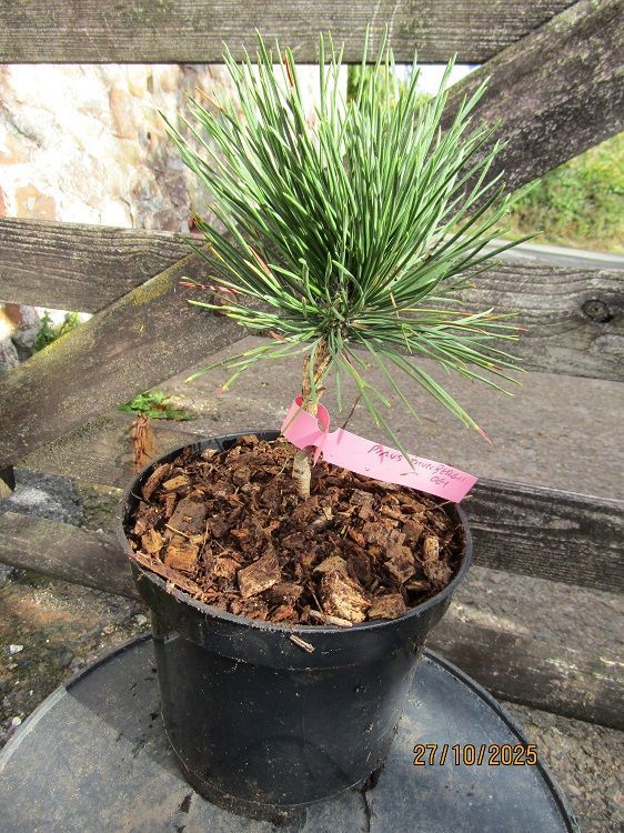 Pinus thunbergii Ogi-matsu Japanese black pine, 3L 20-25cm Pinus thunbergii Ogi-matsu Japanese black pine, 3L 20-25cm