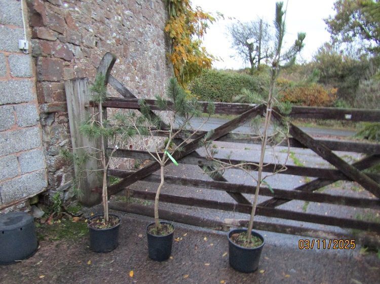 Job lot order of 3no. pinus thunbergii for D Thompson Job lot order of 3no. pinus thunbergii for D Thompson