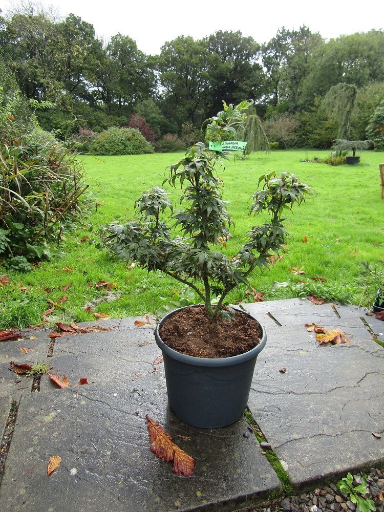 Acer palmatum mikawa yatsubusa, Japanese maple 10L 58-65x50cm EXACT ITEM PHOTOS Acer palmatum mikawa yatsubusa, Japanese maple 10L 58-65x50cm EXACT ITEM PHOTOS