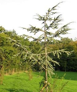 Cedrus atlantica glauca 3L 100-120cm