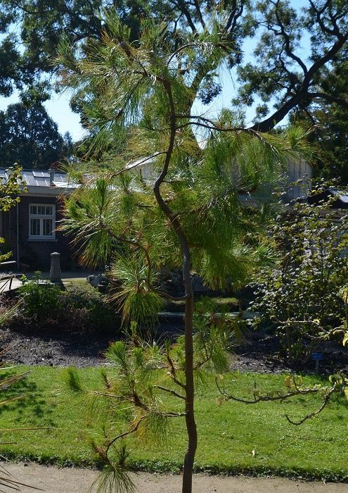 Pinus tecunumanii, P7/P9