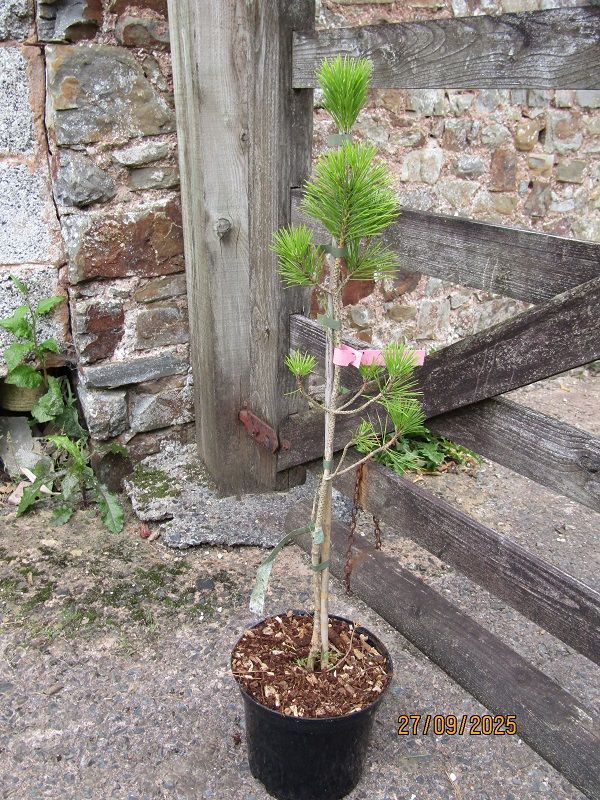 Pinus thunbergii mikawa, rough bark Japanese black pine, 5L 77-85cm from seed