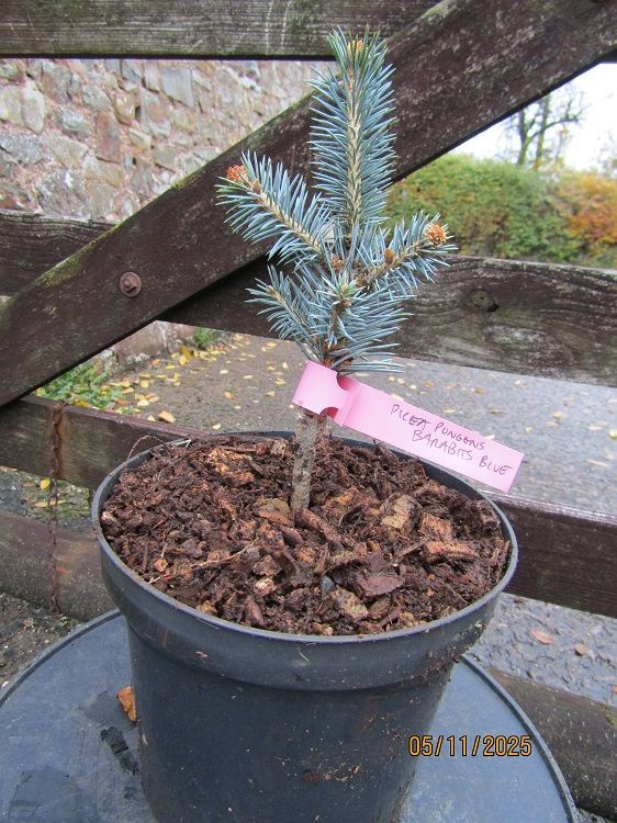 Picea pungens Barabit's blue 3L 19-25cm ONE ONLY