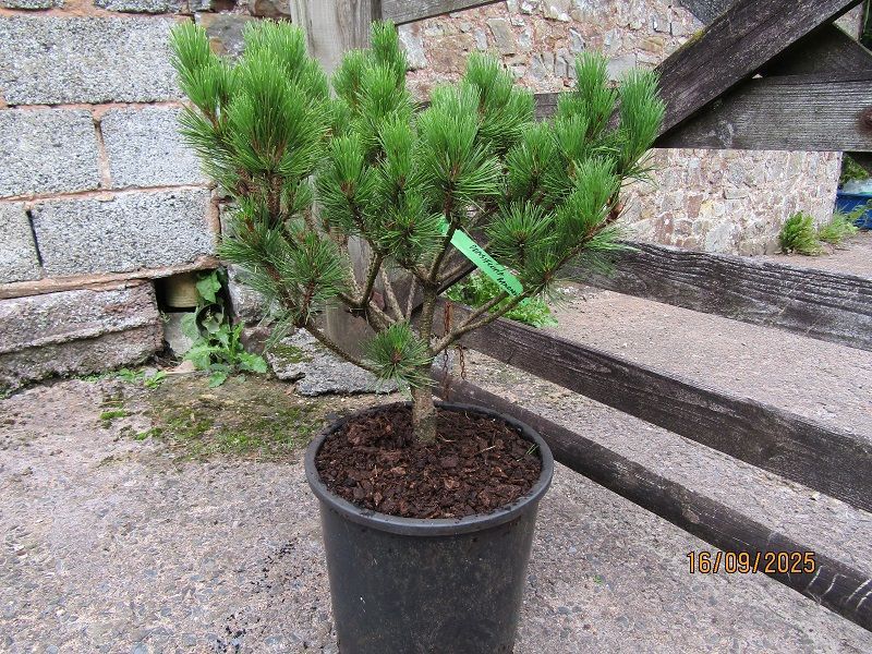 Pinus densiflora Aka-bandaisho, Japanese red pine, 18.5L 52-60x50cm