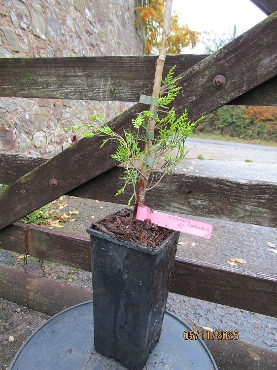 Cupressus Chengiana, Cheng cypress 2L rose pot 20-25cm