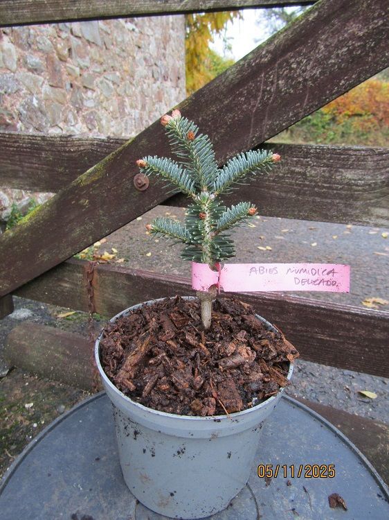Abies numidica delicado, dwarf Algerian fir 1.5L 17-25cm