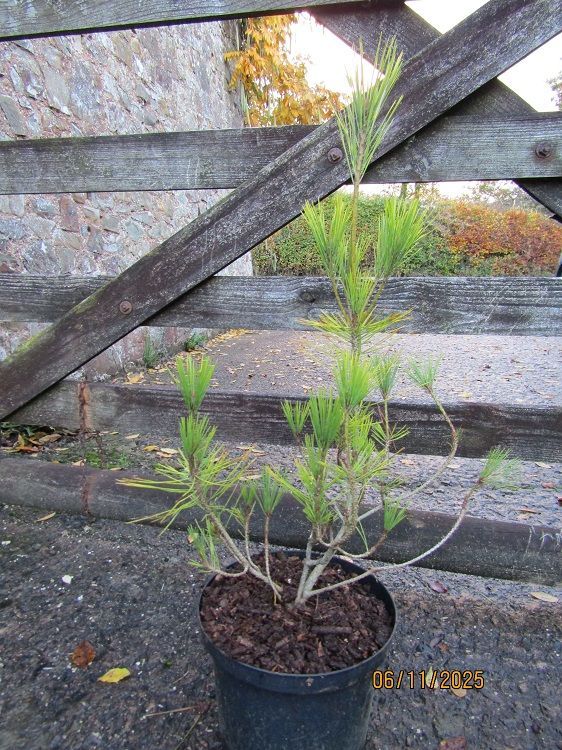 Pinus densiflora Ogon-aka-matsu , Japanese red pine 19th Century variant 5L 60-70cm