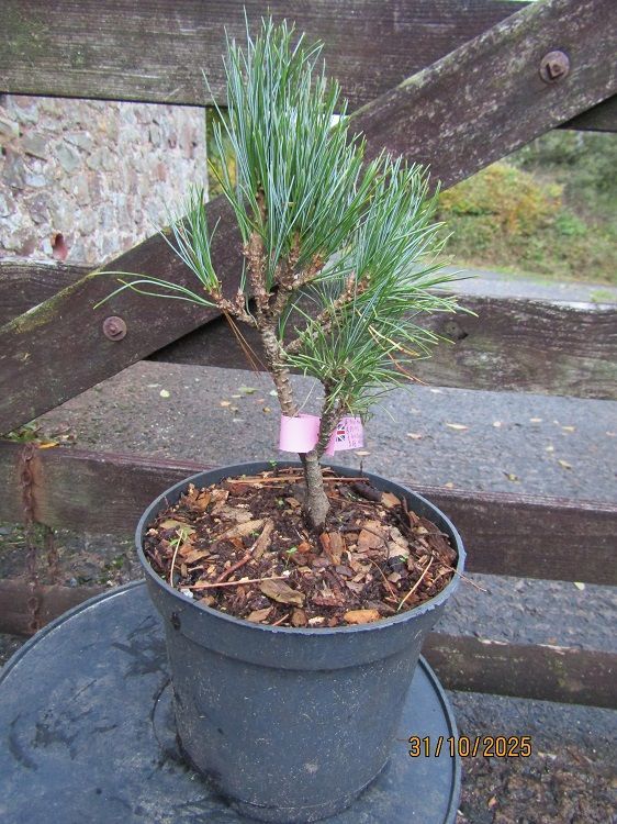 Pinus ayacahuite, Mexican white pine 3L 28-40cm