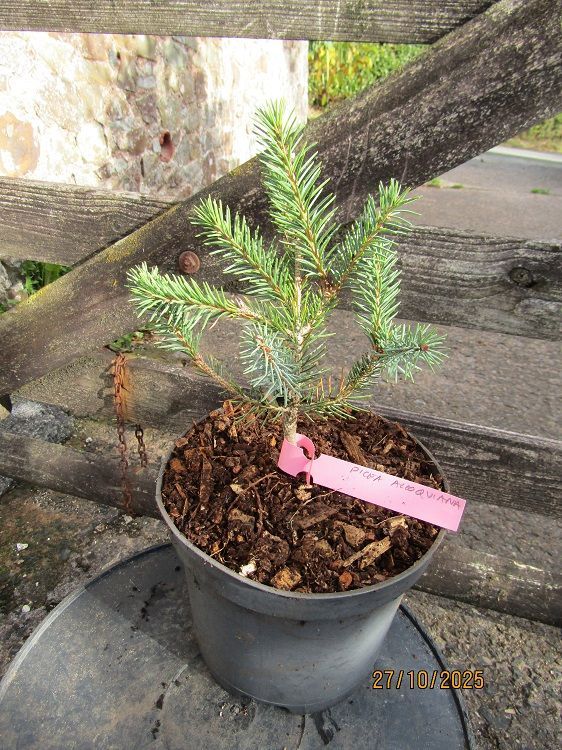 Picea alcoquiana, Alcock's spruce 3L 20-30cm Picea alcoquiana, Alcock's spruce 3L 20-30cm