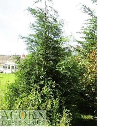Chamaecyparis lawsoniana 3L 50-60cm feathered