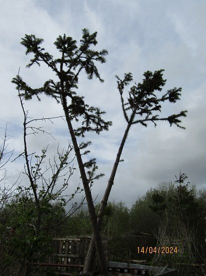 Cunninghamia lanceolata, china fir, 105L 450-300cm EXACT ITEM OFFER