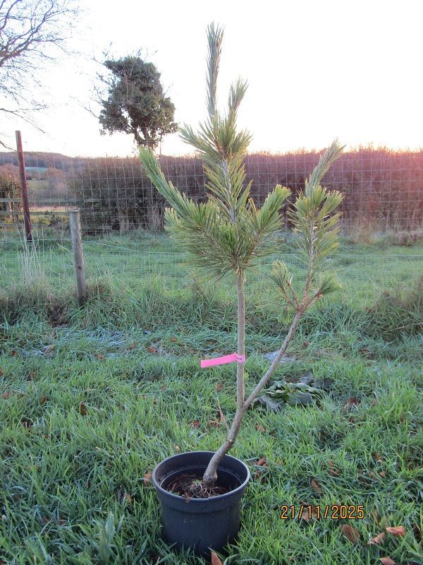 Pinus peuce glauca compacta 7.5L 110-120cm