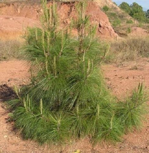 Pinus Oocarpa, 30-35cm seedling