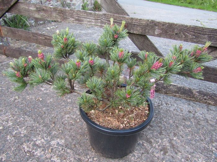 Pinus pumila blue mops 12L 30-50x up to 70cm