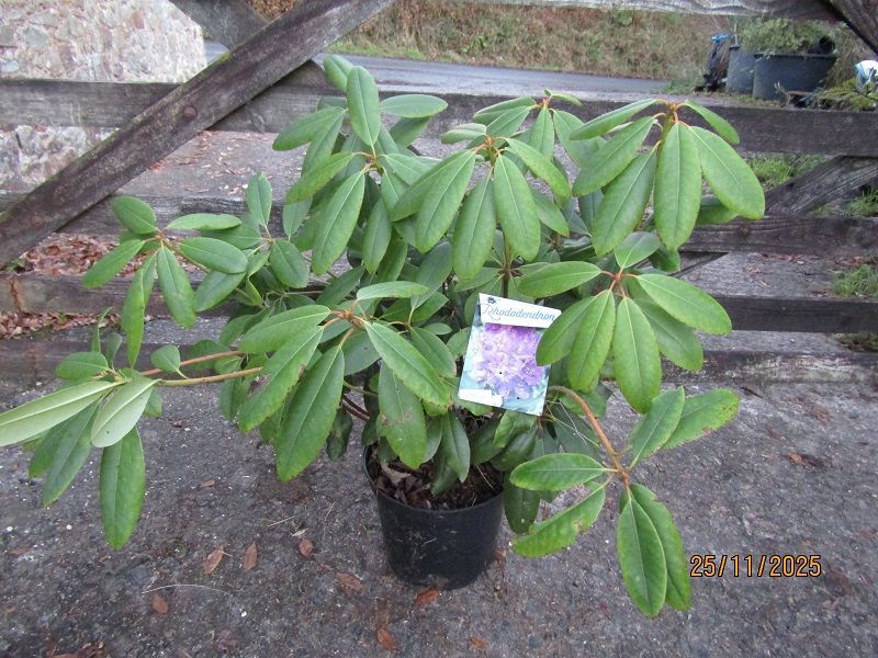 Rhododendron Lees dark purple 10L 65-75x105cm EXACT ITEM OFFER