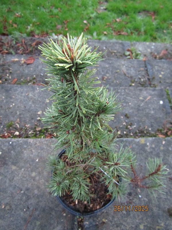 Pinus mugo milky way 5L 40-45cm