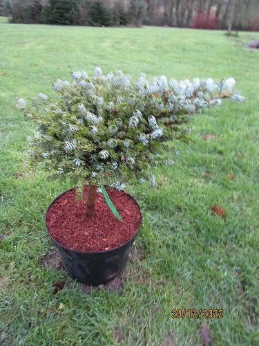 Abies koreana kohouts icebreaker 10L 40-45x48cm UNDER REVIEW