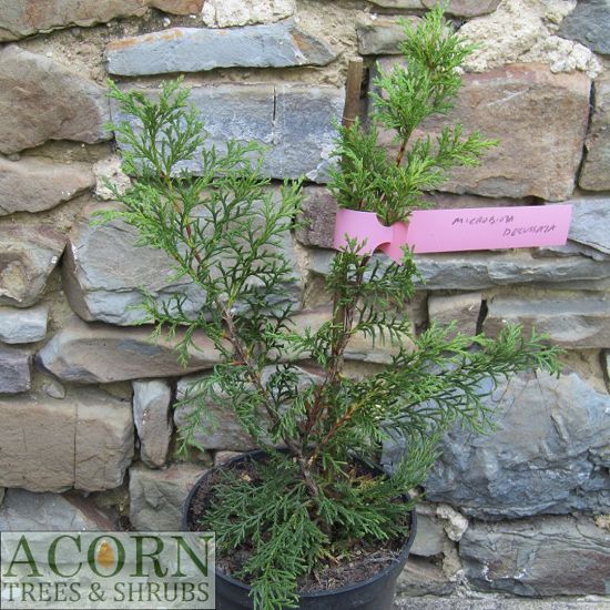 Microbiota decussata 30-35cm