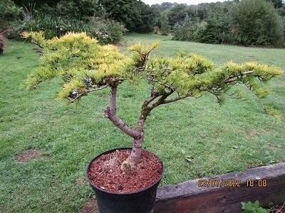 Cedrus deodara golden horizon bonsai, 40L 60-70x110cm iro 30yrs, EXACT ITEM OFFER