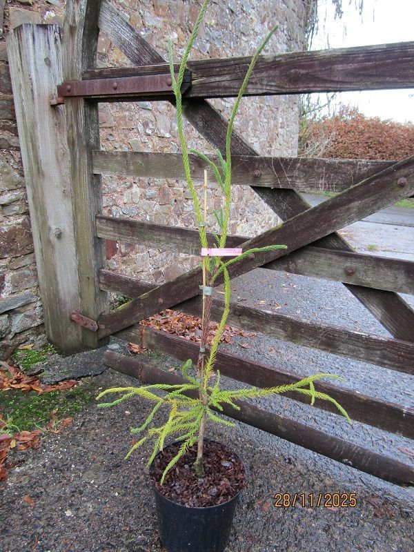 Cryptomeria japonica araucariodes, snake branch Japanese red cedar, 7.5L 125-135cm UNDER REVIEW
