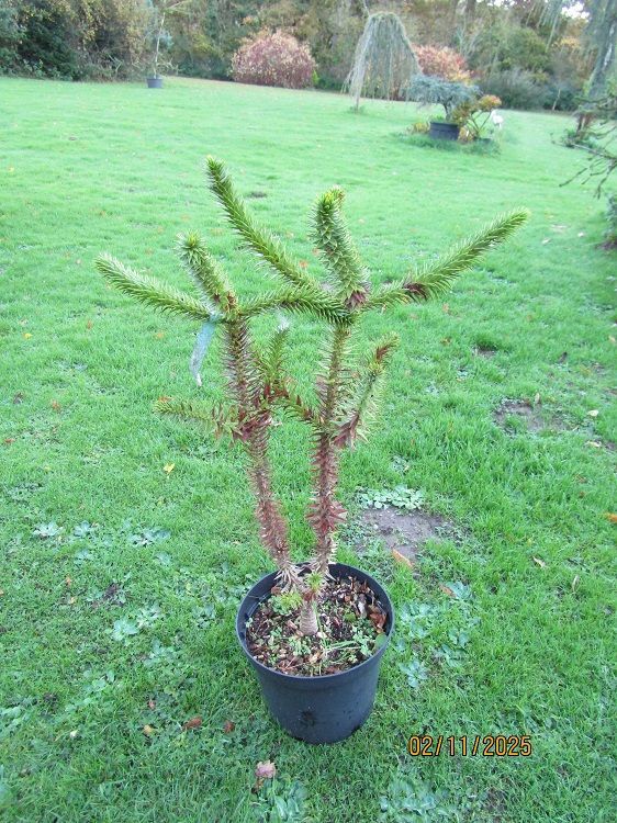 Araucaria araucana twin stem 10L 80-85x60cm spread UNDER REVIEW