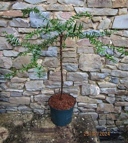 Araucaria bidwillii, Bunya pine, 5L 75-80x@65cm