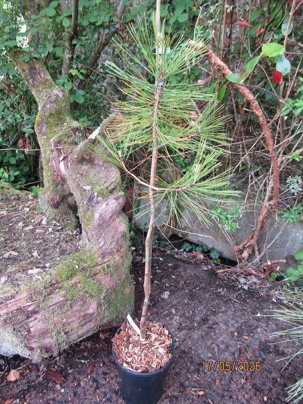 pinus coulteri  7L rose pot 95-105cm