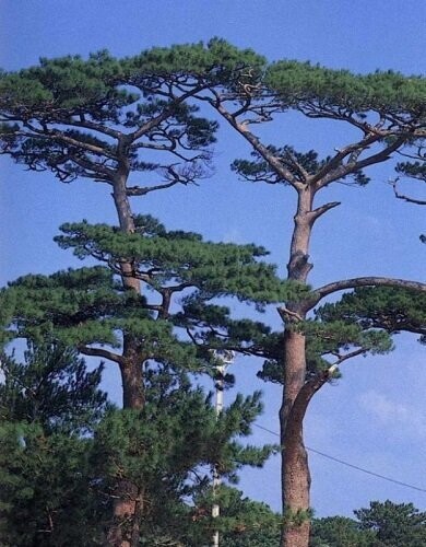 Pinus luchuensis 5L 65-75cm