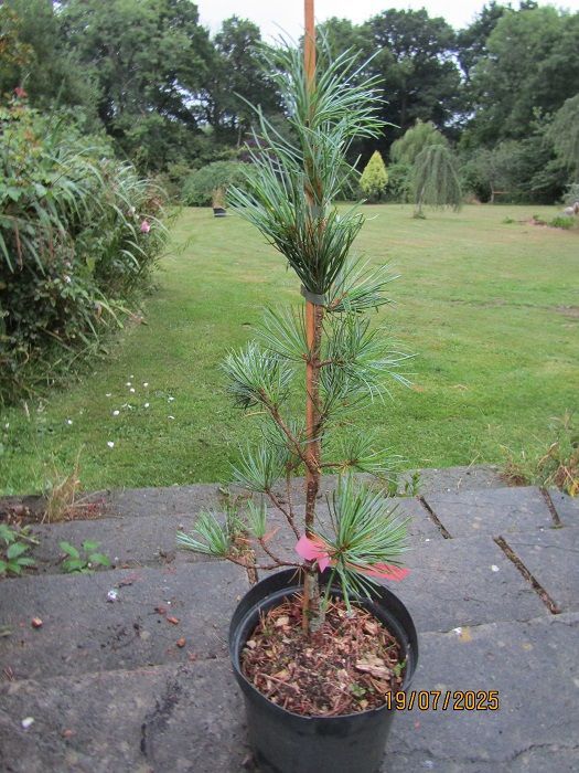 Pinus koraiensis glauca 5L 70-80cm