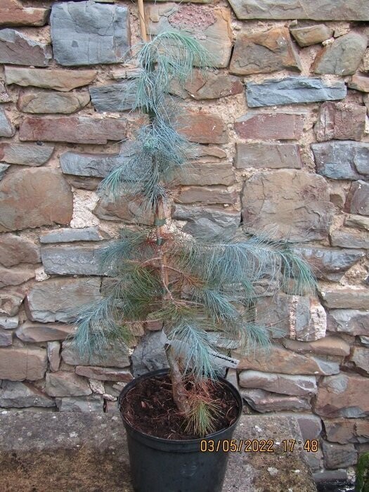 Pinus maximartinezii seedling 3L 30-35cm 4-5 yr seedling