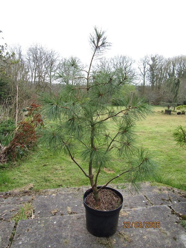 Pinus peuce, Balkan/Macedonian Pine 10L 110-120x65cm UNDER REVIEW Pinus peuce, Balkan/Macedonian Pine 10L 110-120x65cm UNDER REVIEW