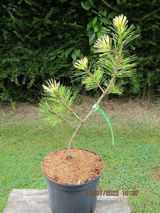 Pinus thunbergii frosty patches 7.5L 95-105cm Pinus thunbergii frosty patches 7.5L 95-105cm
