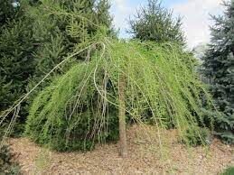 Taxodium distichum cascade falls 5L 100-110cm fully caned