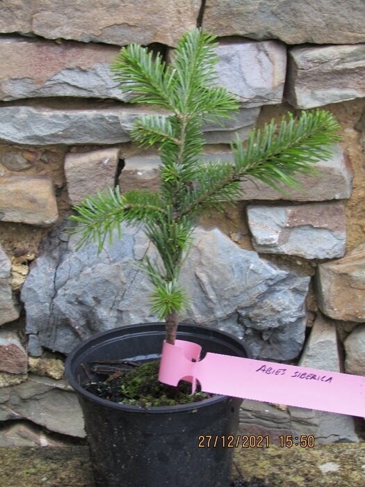 Abies siberica, Siberian fir 20-30cm, lime tolerant Abies siberica, Siberian fir 20-30cm, lime tolerant