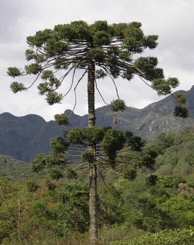 Araucaria angustifolia 30-35cm